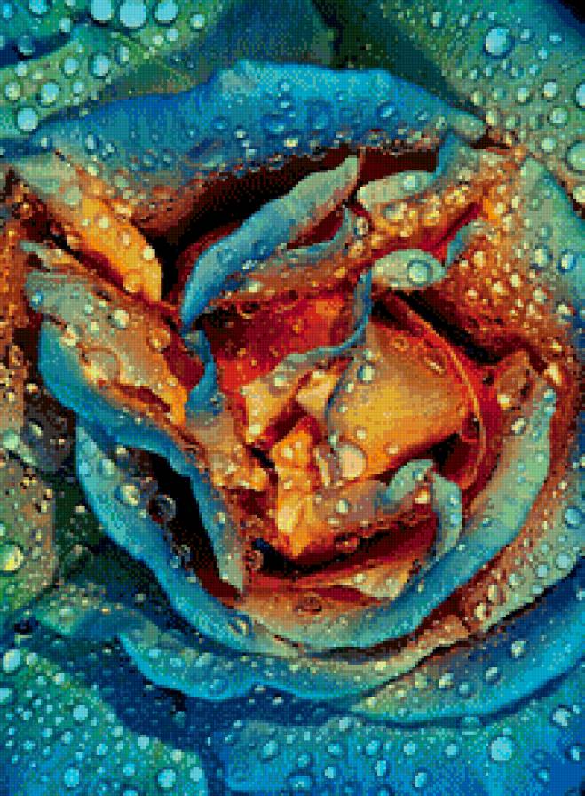 роза, макросьемка - роса, цветы, роза - предпросмотр