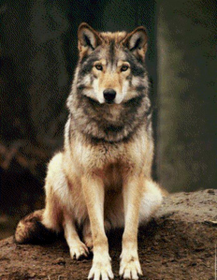 Свобода - волк, животные - предпросмотр