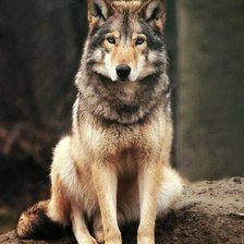 Схема вышивки «Свобода»