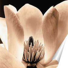 Схема вышивки «№798029»