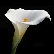 Схема вышивки «Каллы белые»