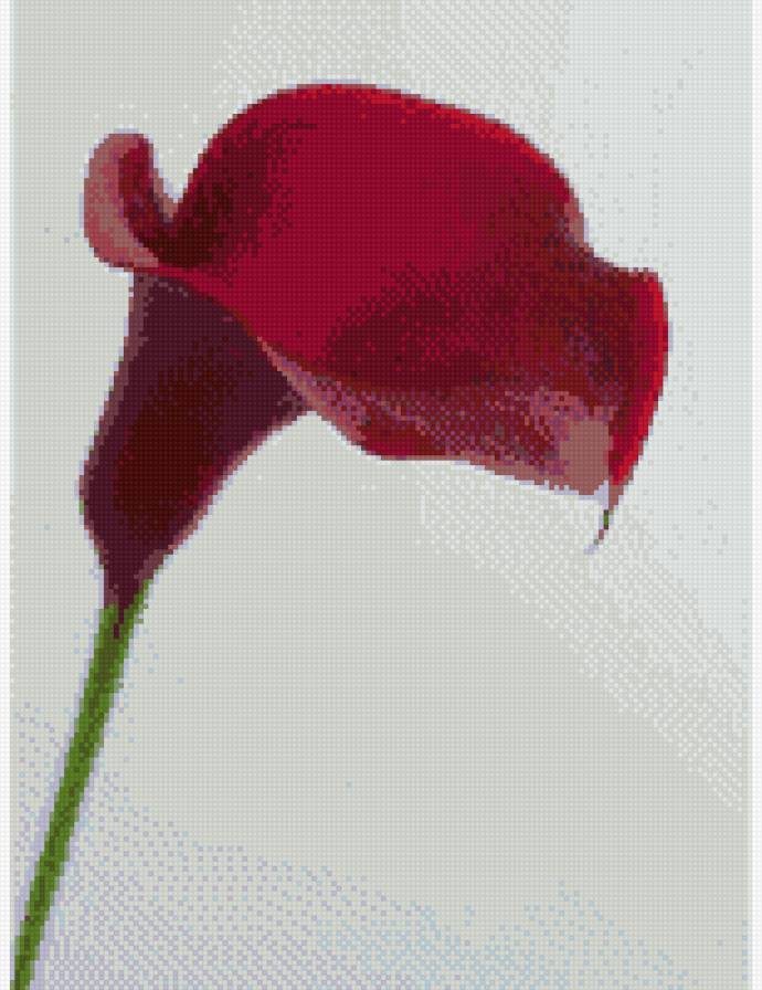 Красная калла - каллы - предпросмотр