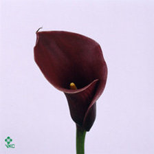 Схема вышивки «Бордовая калла»