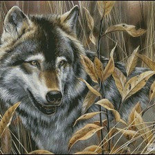 Схема вышивки «волк»