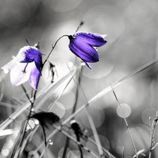 колокольчик