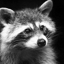 Схема вышивки «енот»