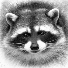 Схема вышивки «енот»