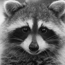 Схема вышивки «енот»