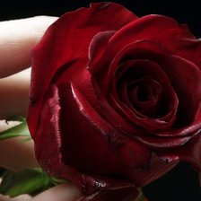 Схема вышивки «роза»