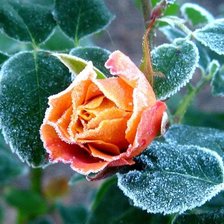 Схема вышивки «роза»