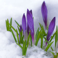 Схема вышивки «подснежники»