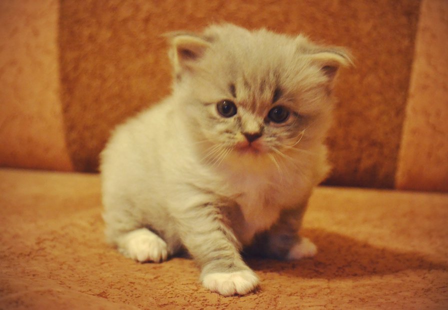 лапка - оригинал