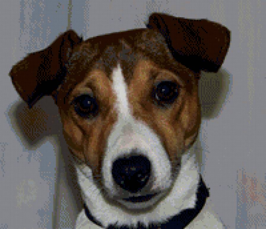 джек рассел - предпросмотр