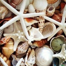 Ракушки