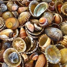 Схема вышивки «Ракушки»