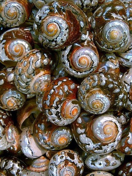 Ракушки - море, панно - оригинал