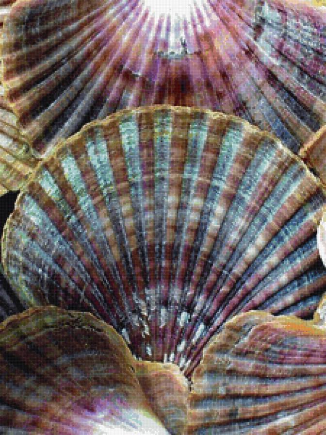 Ракушки - панно, море - предпросмотр