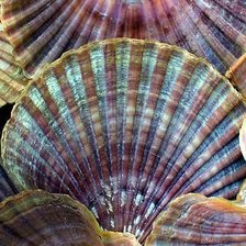 Схема вышивки «Ракушки»