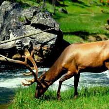 Схема вышивки «олень»