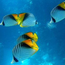 Схема вышивки «рыбы»