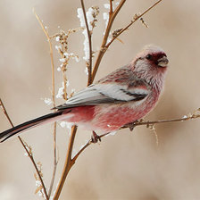 Схема вышивки «Птичка»