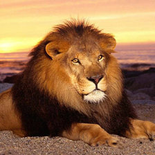 Схема вышивки «Лев»