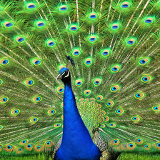 Схема вышивки «павлин»