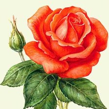 Схема вышивки «роза»