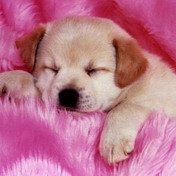 Схема вышивки «щеночек»