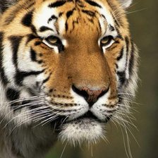 Схема вышивки «тигр»