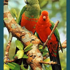 Схема вышивки «попугайчики»