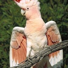 Схема вышивки «попугай-2»