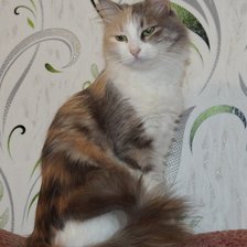 Схема вышивки «Кошка»