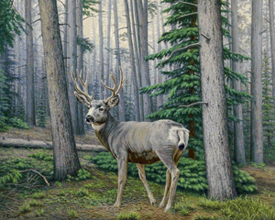 лесной красавец - предпросмотр