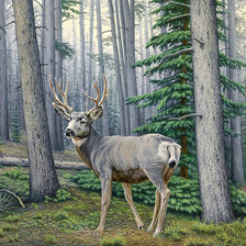 Схема вышивки «лесной красавец»