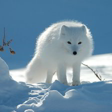 Схема вышивки «mgeli»