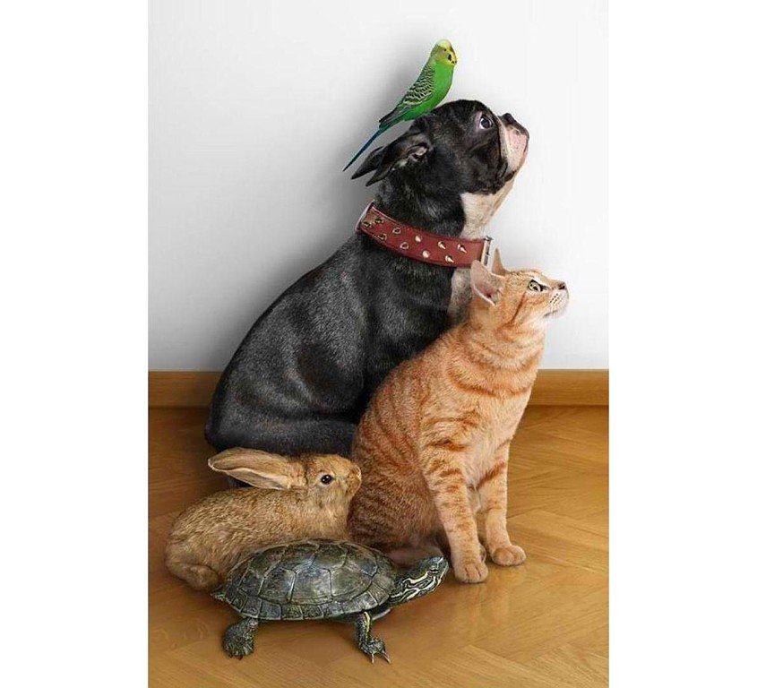 Мама пришла с работы - животные - оригинал