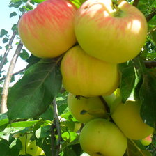 Схема вышивки «яблоки»