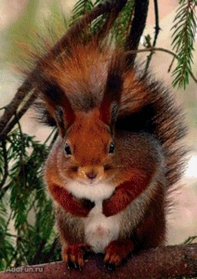 Белочка - предпросмотр