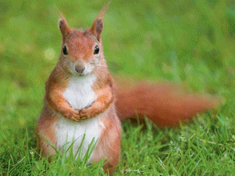 Белочка 2 - предпросмотр