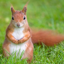 Схема вышивки «Белочка 2»