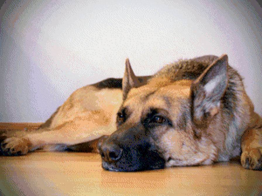 овчарка - собаки - предпросмотр