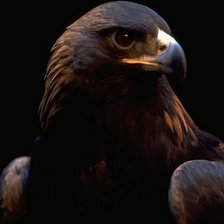 Схема вышивки «коршун»