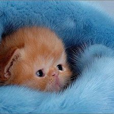 Схема вышивки «пушистик»