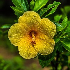 Схема вышивки «Желтый гибискус.»