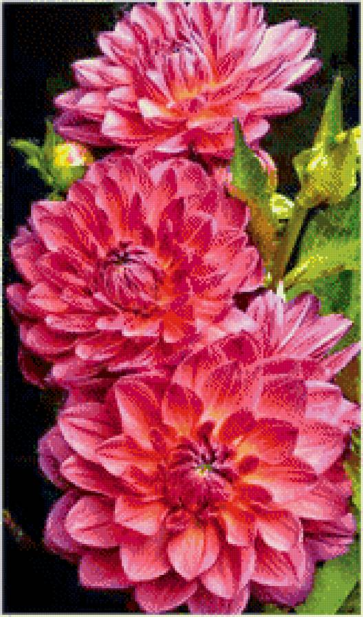 Георгины - георгины, цветы, букет - предпросмотр