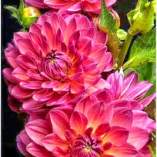 Схема вышивки «Георгины»