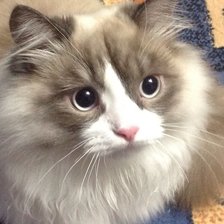 Схема вышивки «Кешка»