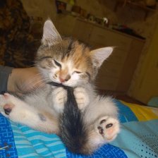 Схема вышивки «Дуся-котейка»