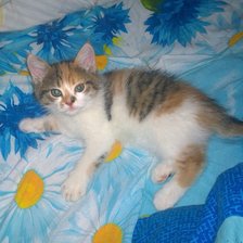 Схема вышивки «Малюнька»